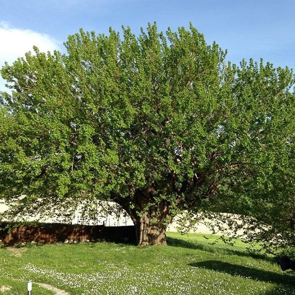 Apartamento Casa Dei Sogni D'Oro San Pietro  Exterior foto